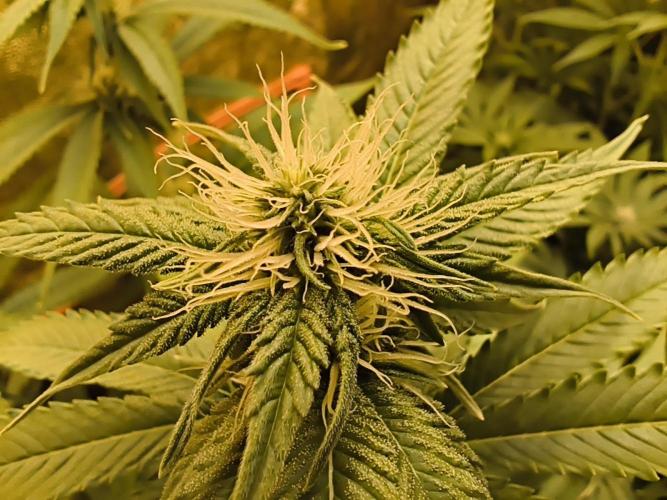 Frozen Black Cherry (Anesia Seeds). Week 9 - Day61 