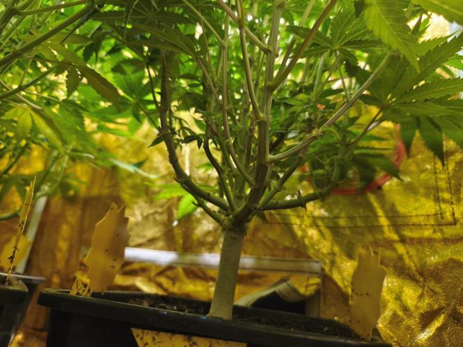Frozen Black Cherry (Anesia Seeds). Week 10 - Day68