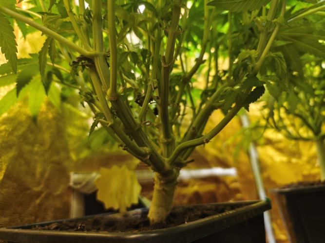Frozen Black Cherry (Anesia Seeds). Week 10 - Day68