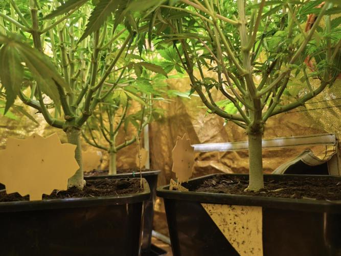 Frozen Black Cherry (Anesia Seeds). Week 10 - Day68