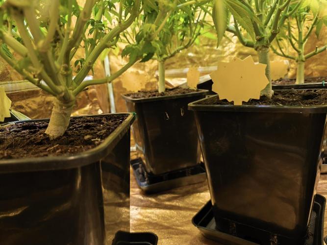 Frozen Black Cherry (Anesia Seeds). Week 10 - Day68