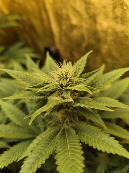 Frozen Black Cherry (Anesia Seeds). Week 10 - Day68