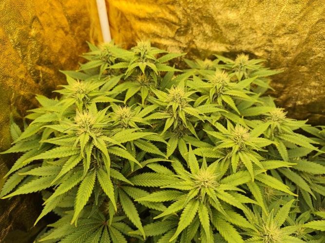 Frozen Black Cherry (Anesia Seeds). Week 10 - Day68