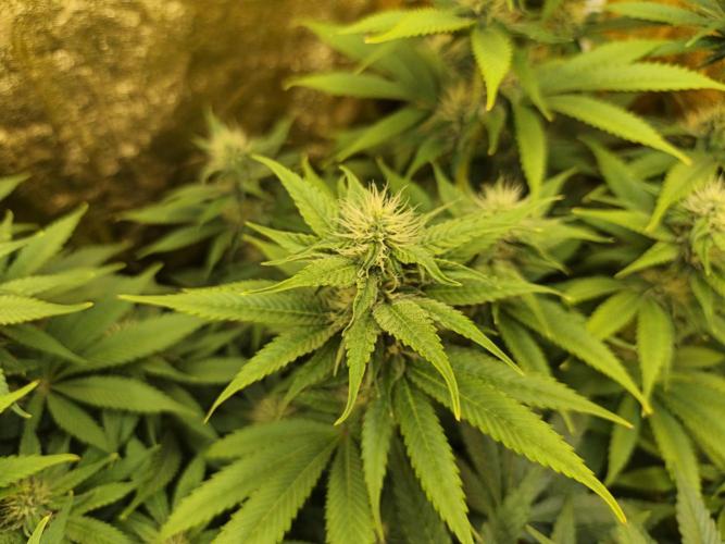 Frozen Black Cherry (Anesia Seeds). Week 10 - Day68