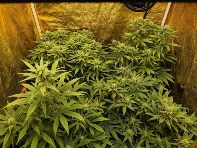 Frozen Black Cherry (Anesia Seeds). Week 10 - Day68