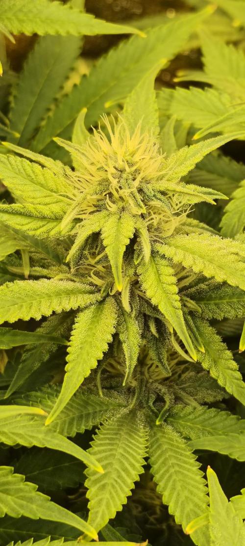 Frozen Black Cherry (Anesia Seeds). Week 10 - Day68
