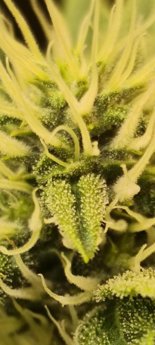 Frozen Black Cherry (Anesia Seeds). Week 10 - Day68