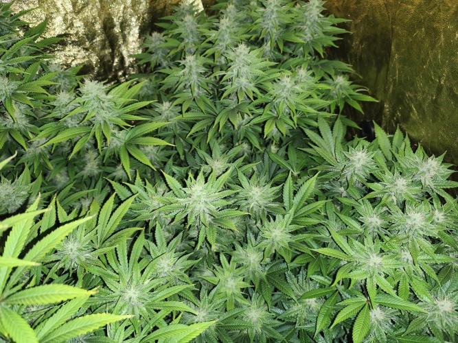 Frozen Black Cherry (Anesia Seeds). Week 11 - Day74
