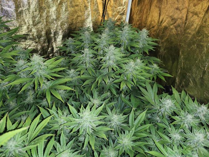 Frozen Black Cherry (Anesia Seeds). Week 11