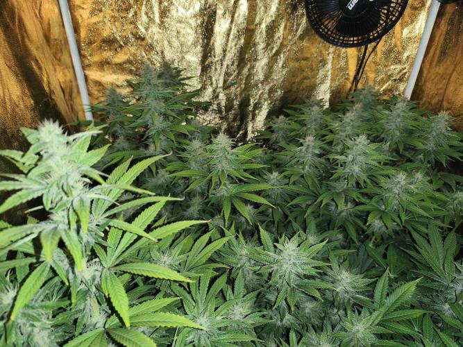 Frozen Black Cherry (Anesia Seeds). Week 11