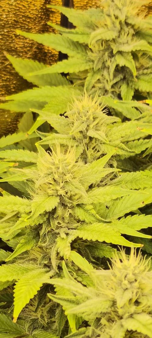Frozen Black Cherry (Anesia Seeds). Week 11