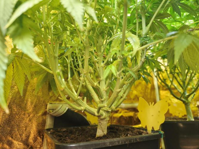 Frozen Black Cherry (Anesia Seeds). Week 11