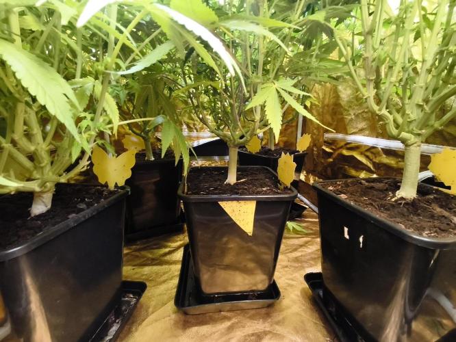 Frozen Black Cherry (Anesia Seeds). Week 11