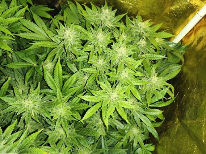 Frozen Black Cherry (Anesia Seeds). Week 11 - Day75