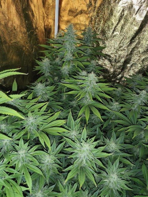 Frozen Black Cherry (Anesia Seeds). Week 11 - Day75