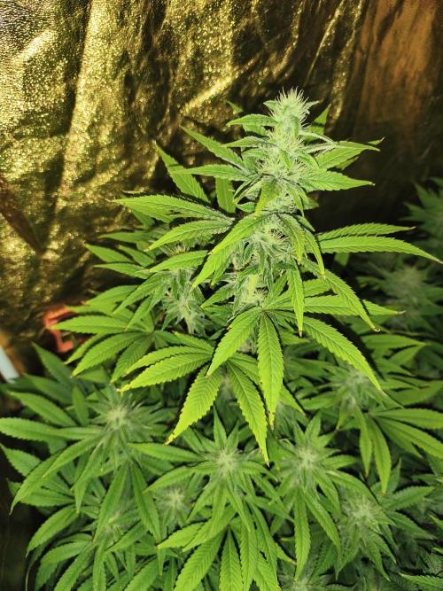 Frozen Black Cherry (Anesia Seeds). Week 11 - Day75