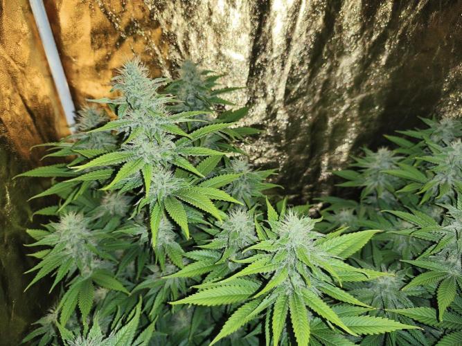 Frozen Black Cherry (Anesia Seeds). Week 11 - Day75