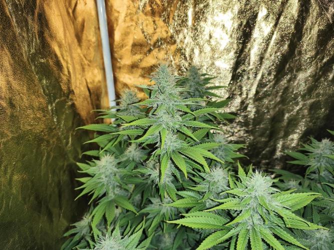 Frozen Black Cherry (Anesia Seeds). Week 11 - Day75