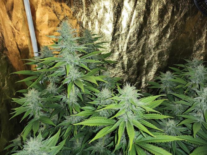 Frozen Black Cherry (Anesia Seeds). Week 11 - Day75