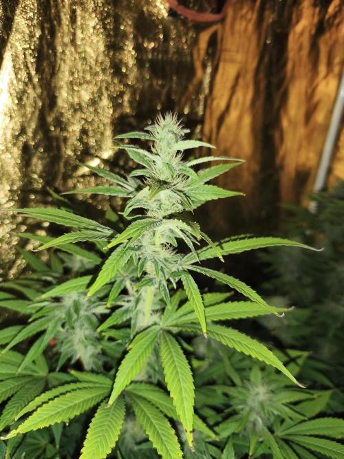 Frozen Black Cherry (Anesia Seeds). Week 11 - Day75