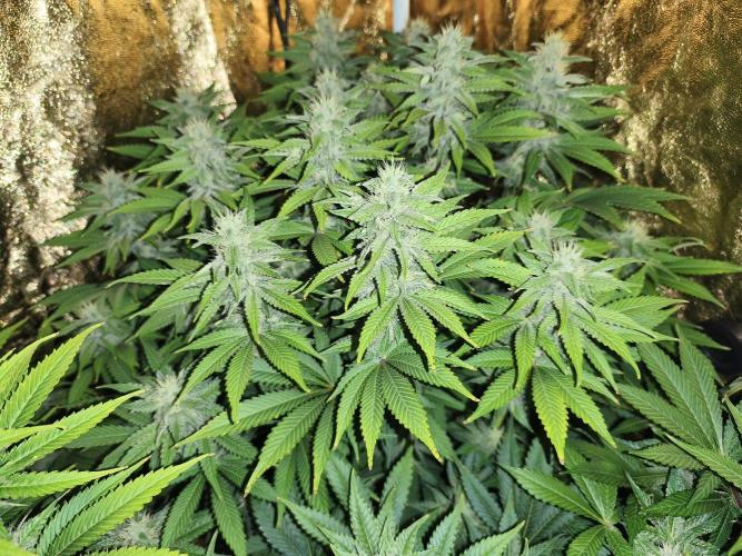 Frozen Black Cherry (Anesia Seeds). Week 11 - Day75
