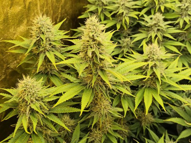 Frozen Black Cherry (Anesia Seeds). Week 12 - Day 81