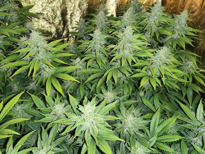 Frozen Black Cherry (Anesia Seeds). Week 12 - Day 81