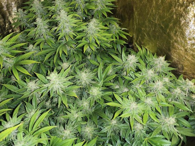 Frozen Black Cherry (Anesia Seeds). Week 12 - Day 81