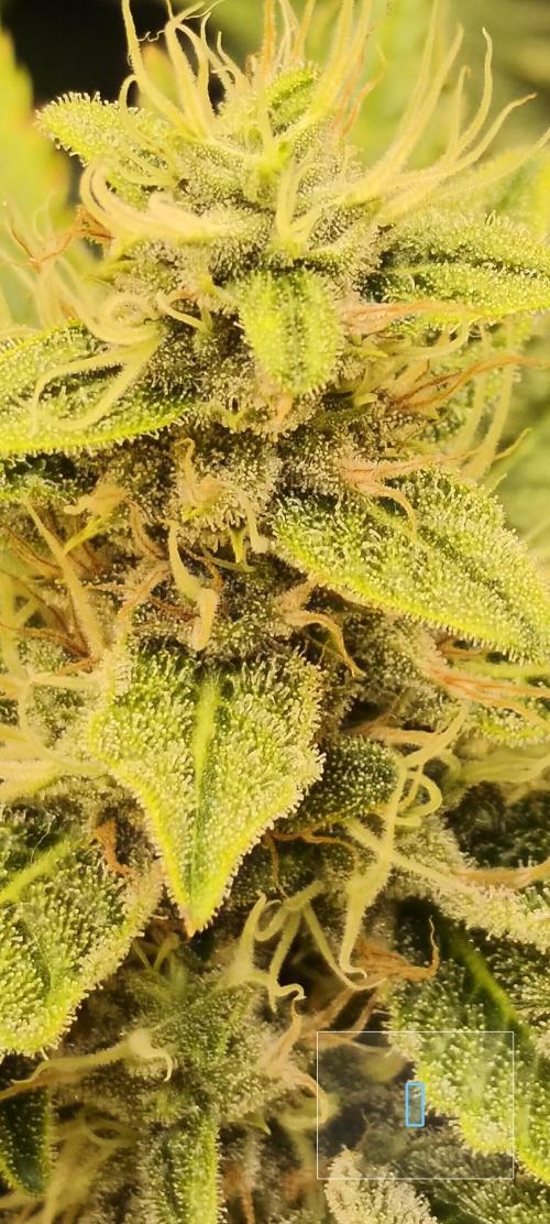 Frozen Black Cherry (Anesia Seeds). Week 12 - Day 82