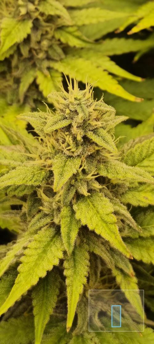 Frozen Black Cherry (Anesia Seeds). Week 12 - Day 82