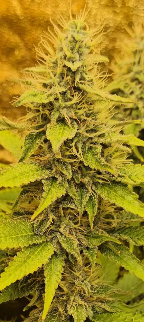 Frozen Black Cherry (Anesia Seeds). Week 12 - Day 82