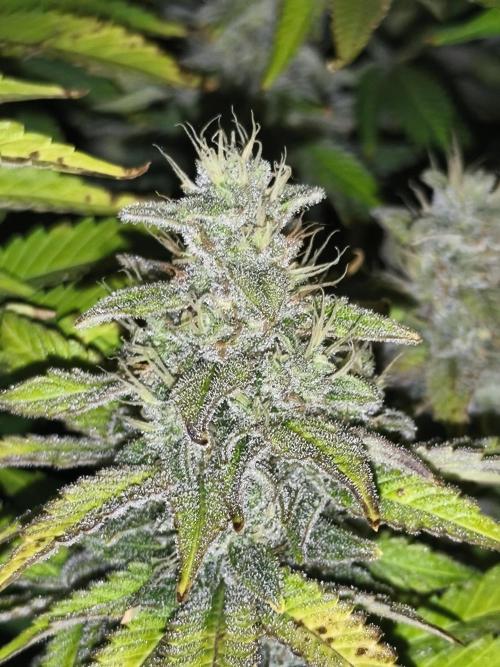 Frozen Black Cherry (Anesia Seeds). Week 13 - Day89