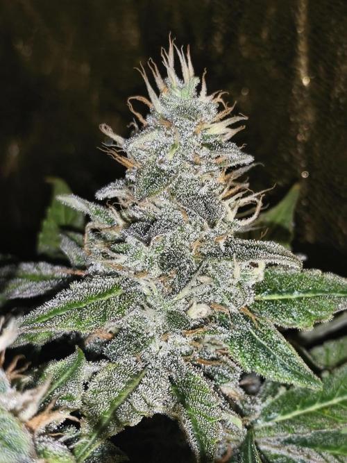 Frozen Black Cherry (Anesia Seeds). Week 13 - Day89