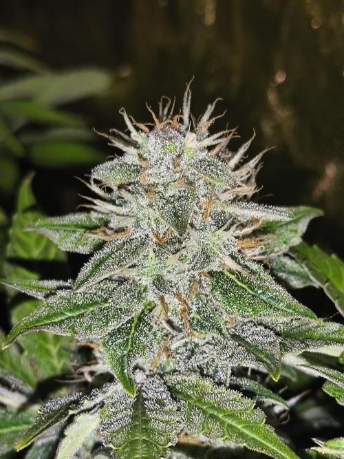 Frozen Black Cherry (Anesia Seeds). Week 13 - Day89