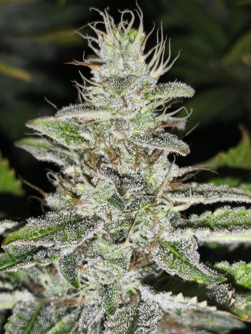Frozen Black Cherry (Anesia Seeds). Week 13 - Day89