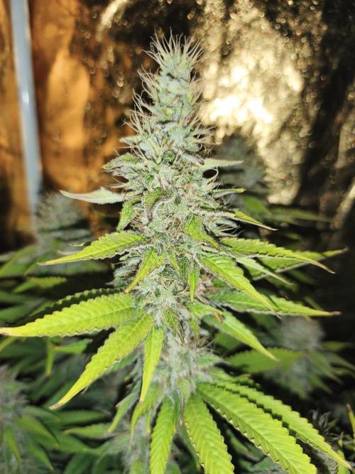 Frozen Black Cherry (Anesia Seeds). Week 13 - Day89