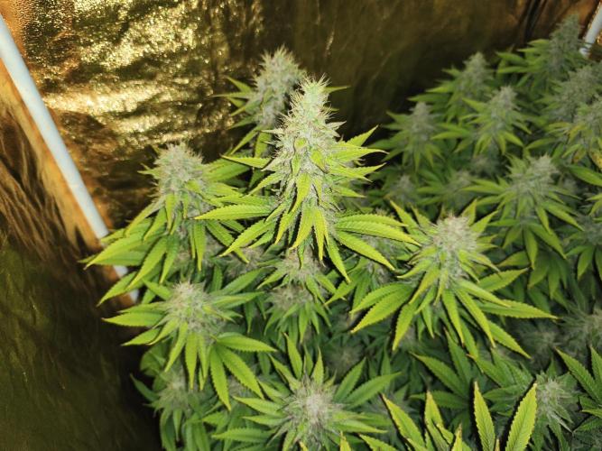 Frozen Black Cherry (Anesia Seeds). Week 13 - Day89