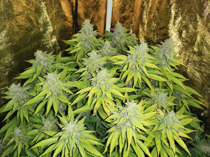 Frozen Black Cherry (Anesia Seeds). Week 13 - Day89