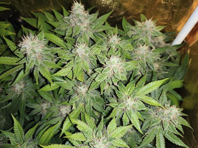 Frozen Black Cherry (Anesia Seeds). Week 13 - Day89