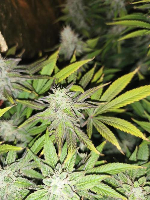 Frozen Black Cherry (Anesia Seeds). Week 13 - Day89