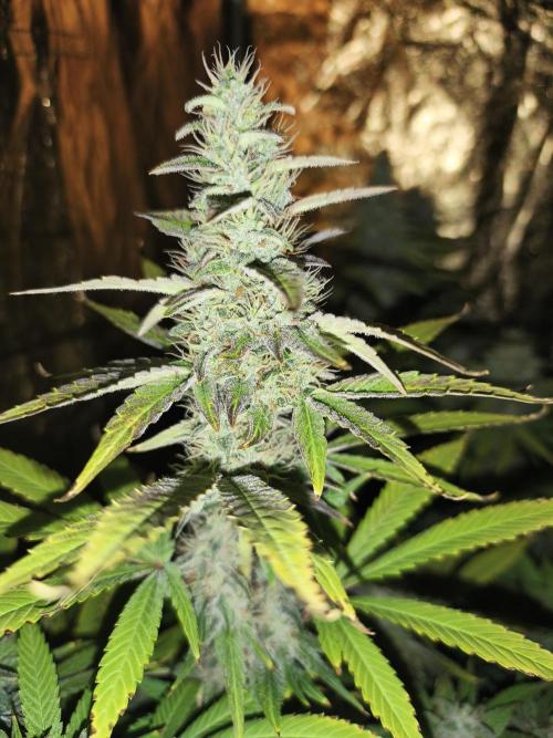 Frozen Black Cherry (Anesia Seeds). Week 13 - Day89