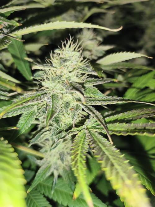 Frozen Black Cherry (Anesia Seeds). Week 13 - Day89