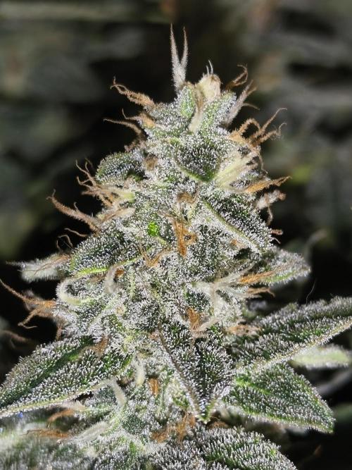 Frozen Black Cherry (Anesia Seeds). Week 14 - Day96
(40veg/56flo)