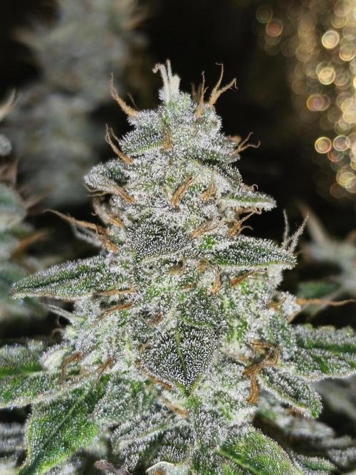 Frozen Black Cherry (Anesia Seeds). Week 14