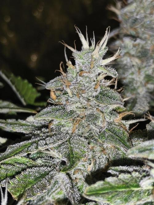 Frozen Black Cherry (Anesia Seeds). Week 14