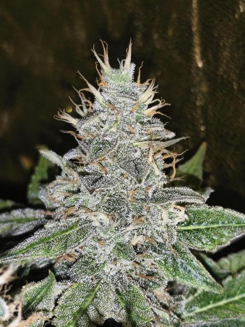 Frozen Black Cherry (Anesia Seeds). Week 14