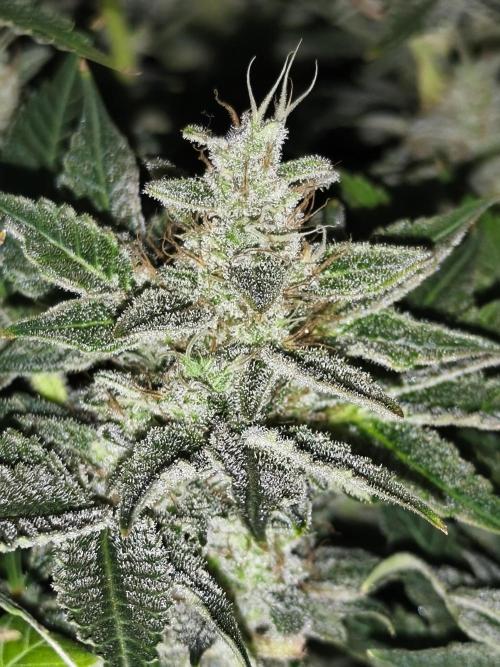 Frozen Black Cherry (Anesia Seeds). Week 14