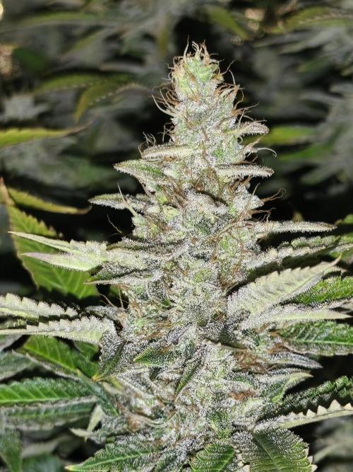 Frozen Black Cherry (Anesia Seeds). Week 14