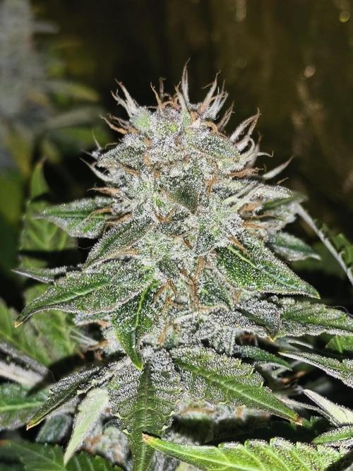 Frozen Black Cherry (Anesia Seeds). Week 14