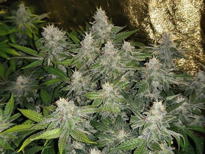 Frozen Black Cherry (Anesia Seeds). Week 14